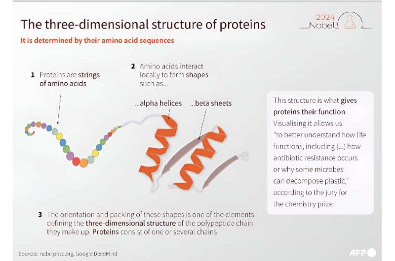 The three-dimensional structure of proteins